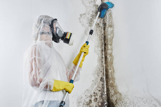 Best Emergency Mold Removal  in Winterset, IA