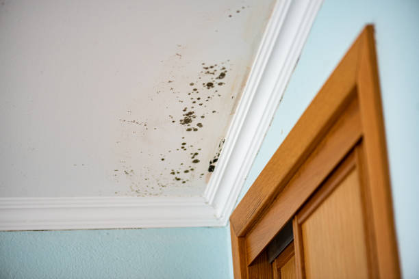 Best Home Mold Removal  in Winterset, IA