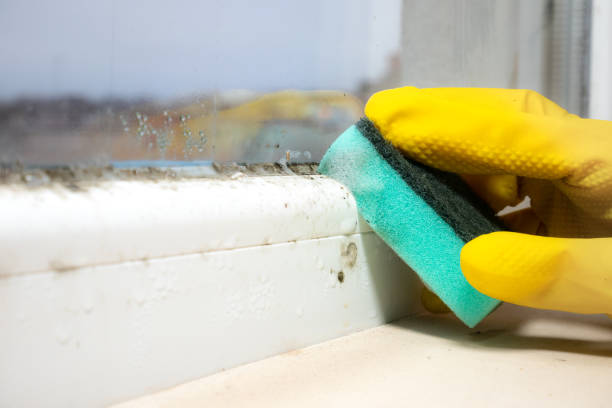 Best Mold Remediation  in Winterset, IA