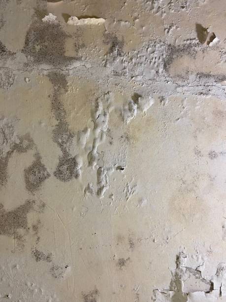 Best Toxic Mold Removal  in Winterset, IA