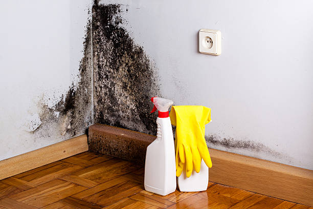 Best Certified Mold Removal  in Winterset, IA