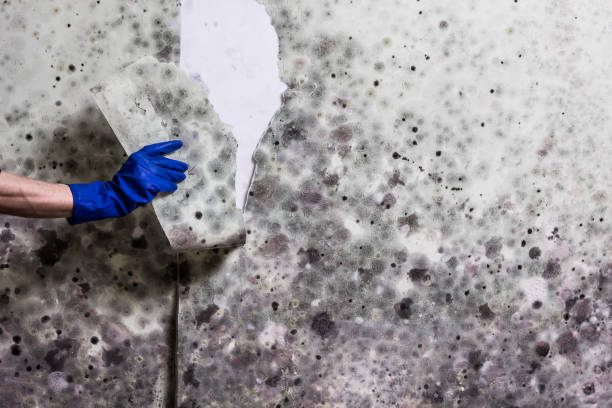 Best Mold Removal Near Me  in Winterset, IA