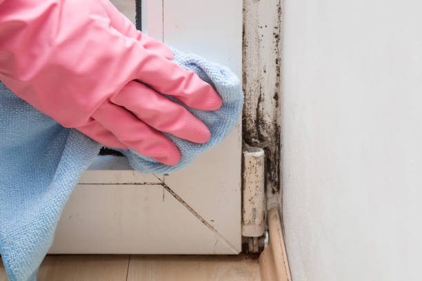 Best Fast Mold Removal  in Winterset, IA